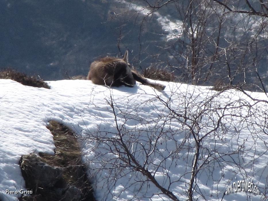 43  Disteso a riposo sulla neve.jpg